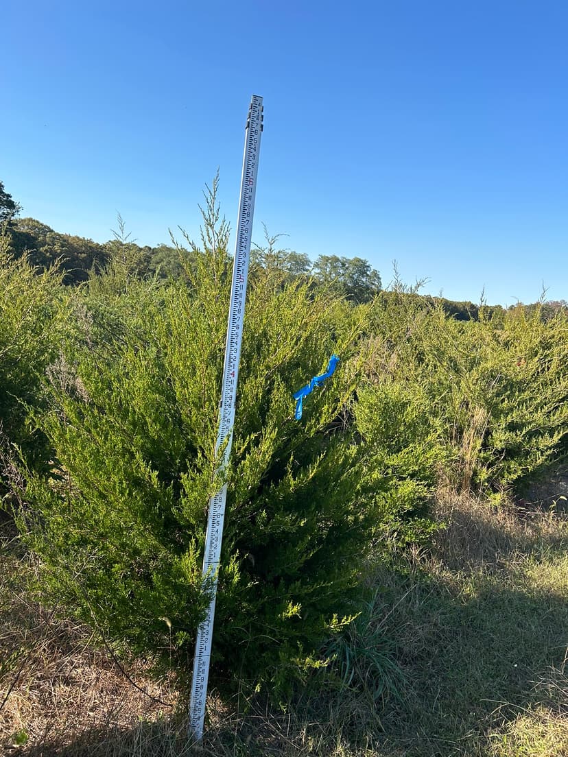 Juniper 'Virginiana'