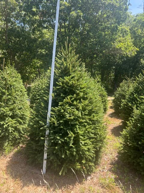 Norway Spruce