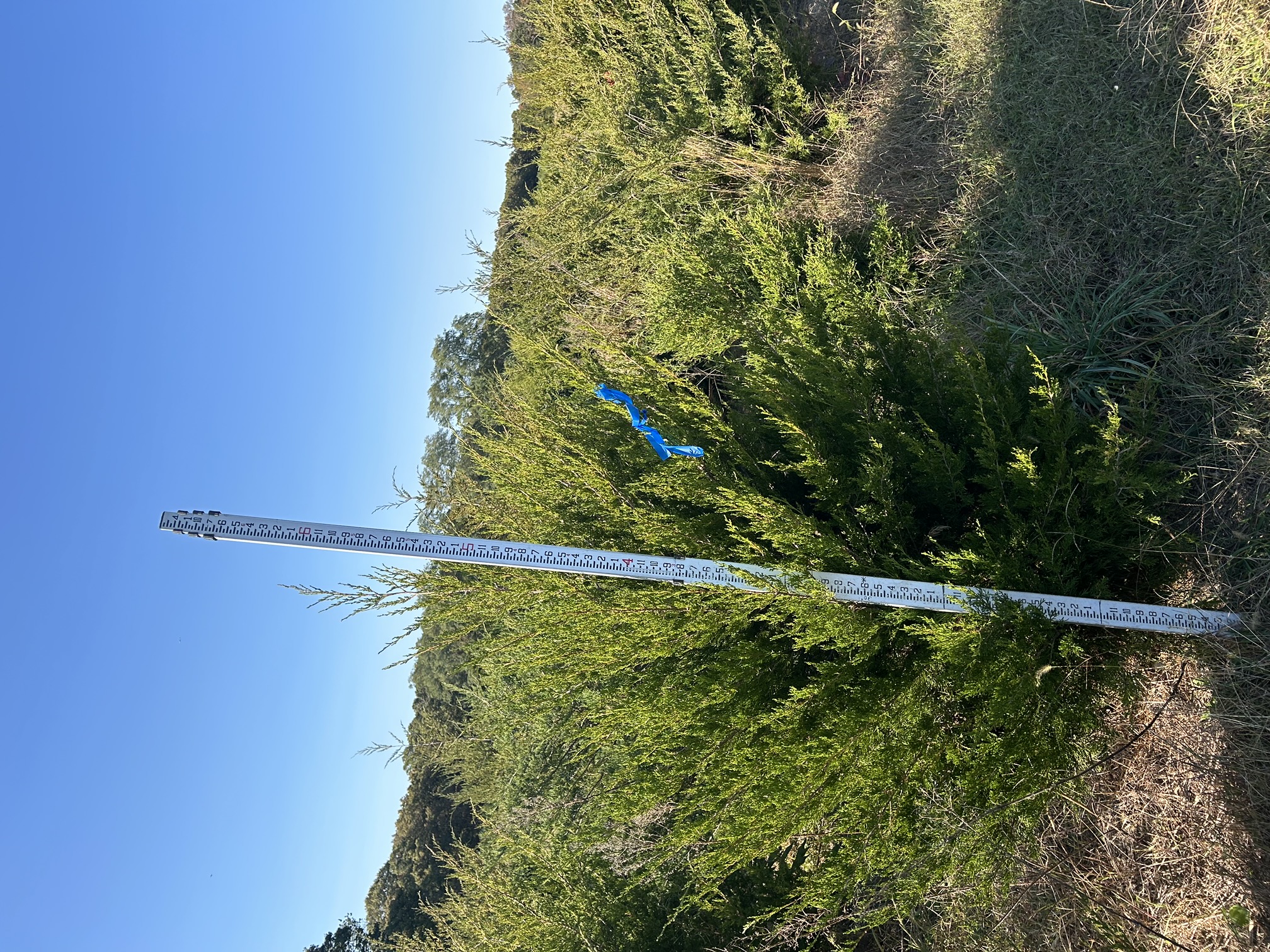 Juniper 'Virginiana'